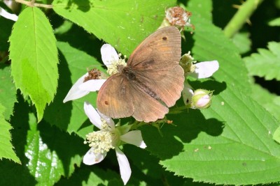 Meadow Brown (Maniola jurtina)