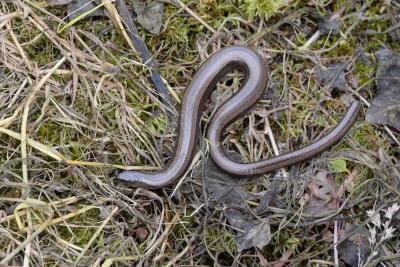 Slow worm [Anguis fragilis]<br /> Shapwick NNR.