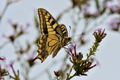 Reduced Swallowtail Fort de Salsies.jpg