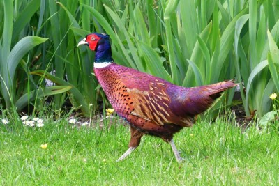 MAY_2789_copy Pheasant  3x2.jpg