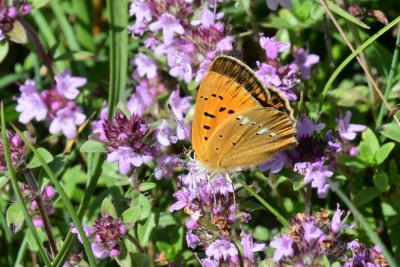 l'Echalp Female Scarce Copper (Lycaena virgaur