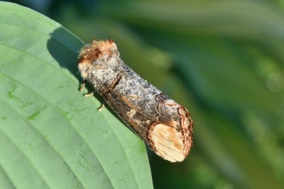 Buff-tip<br /><br />Phalera bucephala