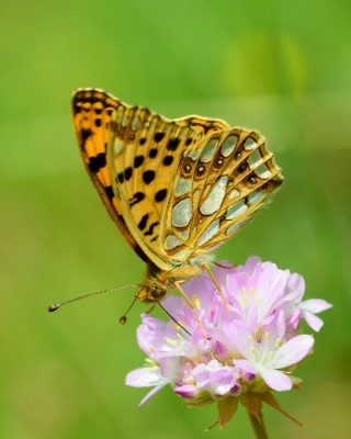 Queen of Spain Fritillary (Issoria lathonia)