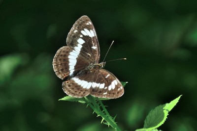 White Admiral (Limenitis camilla)