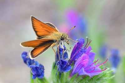 MAY_8691 Essex Skipper (Thymelicus lineolus) Col de Negron    3x2.jpg