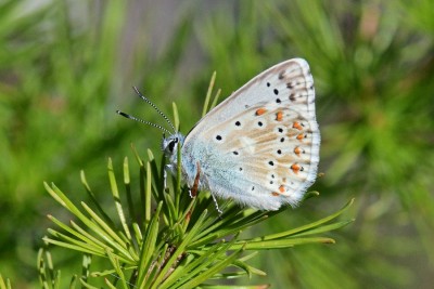 Chalk-hill Blue (Polyommatus coridon)
