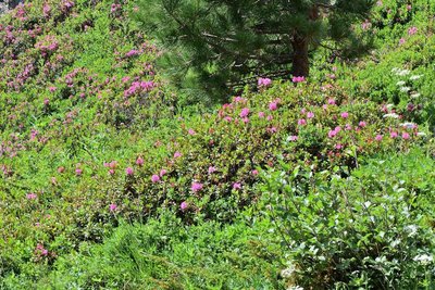 MAY_8162 6x4 Alpenrose Rhododendron ferrugineum) 3x2.jpg