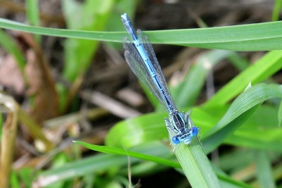 White-legged damselfl