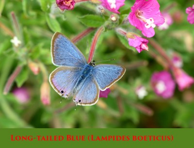 Long-tailed Blue (Lampides boeticus).jpg