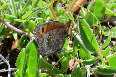 False Mnestra Ringlet (Erebia aethiopella)  Col d'Izoard.