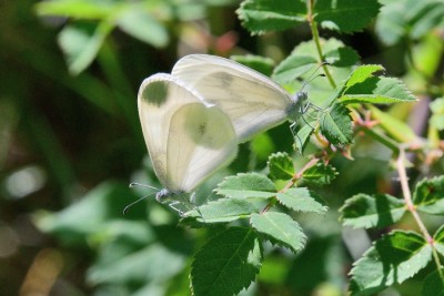 Wood White (Leptidea sinapis) Valjouffrey, Isère