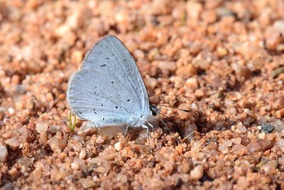 Holly blue.jpg