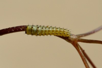 Southern Swallowtail (Papilio alexanor) larvae