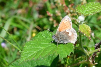 Small Heath (Coenonympha pamphilus)