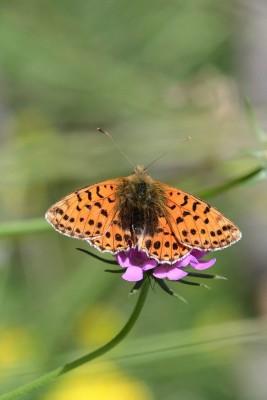 Balkan Fritillary (Boloria graeca)<br />The most exciting find of 2019