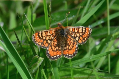 Marsh Fritillary<br />Euphydryas aurinia