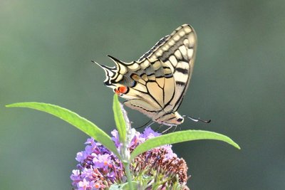 MAY_9881_00001 3x2 Swallowtail (Papilio machaon).jpg