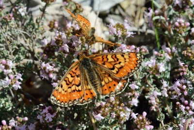 Spanish Fritillary (Euphydryas desfontainii)