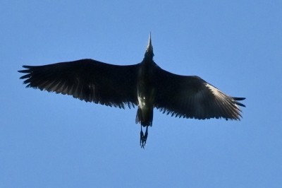 Juvenile Grey Heron.