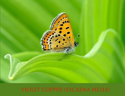 31 Violet Copper (Lycaena helle)5.jpg