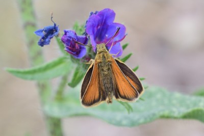 MAY_8711 Essex Skipper (Thymelicus lineolus) Col de Negron Drome.  3x2.jpg