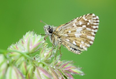 Grizzled Skipper (Pyrgus malvae) Cote d'Or, France.