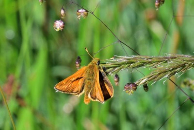 JAN_3880    Large Skipper.jpg