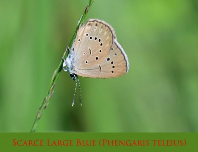 Scarce Large Blue (Phengaris teleius) 3x2.jpg