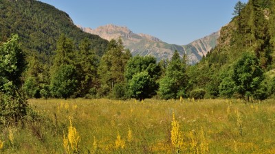 Niobe Fritillary habitat, Molines -en-Champsaur.