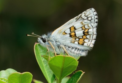 Yellow-banded Skipper (Pyrgus sidae).