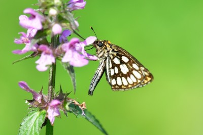 Large Chequered Skipper (Heteropterus morpheus)