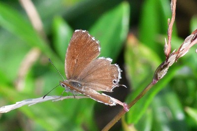 Geranium Bronze (Cacyreus marshalli)