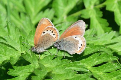 Alpine Heath (Coenonympha gardetta)