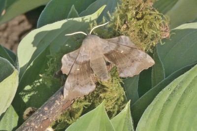 Poplar Hawk-moth (Laothoe populi)