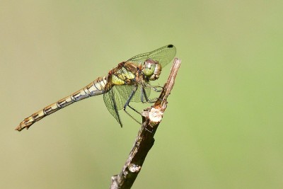 JUD_2686 Common Darter.jpg