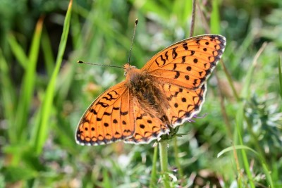 Niobe Fritillary (Argynnis niobe)