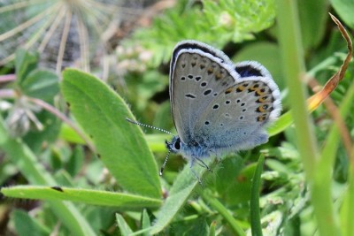 Silver-studded Blue (Plebejus argus)  ?