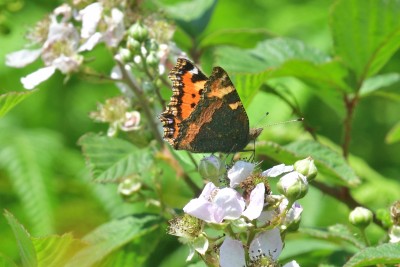 Small Tortoiseshell (Aglais urticae)