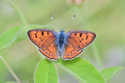 Purple-shot Copper (Lycaena alciphron)