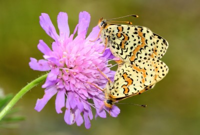 Spotted Fritillary (Melitaea didyma)