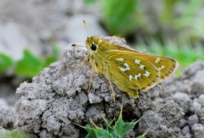 Silver spotted Skipper (Hesperia comma).Broughto down, Hampshire.