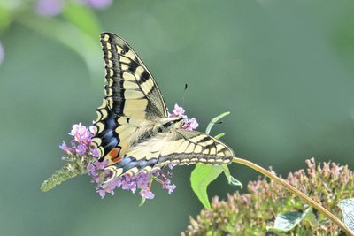 MAY_9739_00001 3x2 Swallowtail (Papilio machaon).jpg