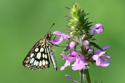 Large Chequered Skipper (Heteropterus morpheus)