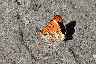 Spotted Fritillary (Melitaea didyma) Vajoufrey.