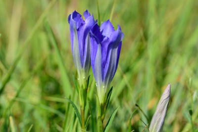 host plant the Marsh Gentian