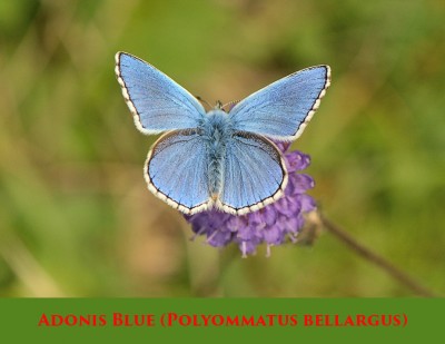 Adonis Blue (Polyommatus bellargus).jpg