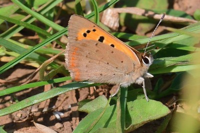 JUD_3878_00001  Small copper.jpg