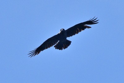Raven  (Corvus corax)