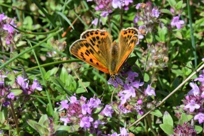 l'Echalp Female Scarce Copper (Lycaena virgaur