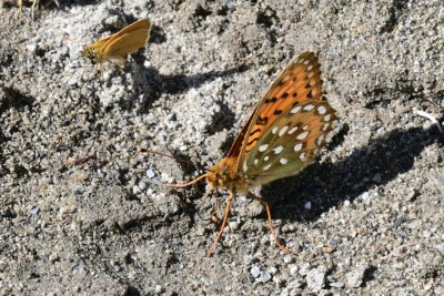 Dark Green Fritillary (Argynnis aglaja).Valjouffrey, Isère